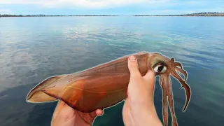 BIG Squid Becomes The Bait?!