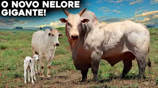 A NOVA RAÇA DE GADO NELORE GENETICAMENTE MODIFICADA