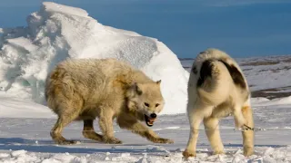 Guardian Dog face off Wild Animals | Top 5 Most Amazing Moments