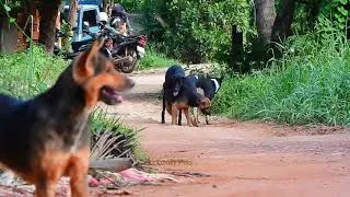 Top Three Dogs Mating on The Road 2021   Three Summer Dogs Meeting !!    Lovely Pets