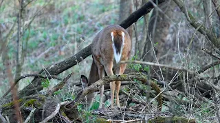 A Group Of Deer