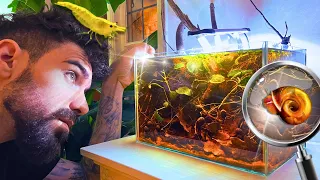 🌿NANO BLACK WATER SHRIMP TANK | TERRAQUAMAN