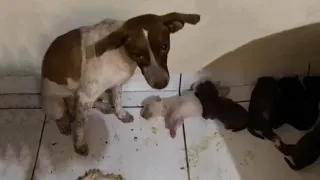 Mother Dog Was Heartbroken To Left Her Newborn Puppies Behind When Local People Scared Her Off...