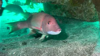 Baja Sea Cave Lobster