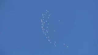 Полет пермских голубей