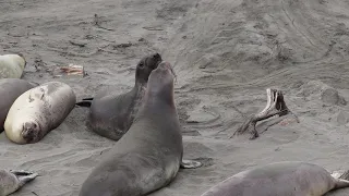 Elephant seal pups  playing in March - San Simeon city, California