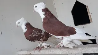 Кабутарлар ни сотаман уйга келилар учириб бераман ДОСТОВКА БОР #голуби #pigeon  бозор#kabutar bozor