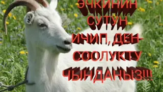 Эсин болсо эчки бак!!!Эчкинин суту ден- соолукка пайдалуу!!!