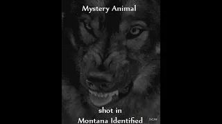 Mystery Animal shot in Montana Identified
