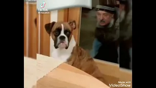 Приколы с Лукашенко 🪳. #чык чырык и собака 🐕