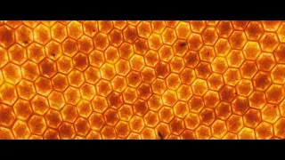 Раса и Даша пчелавод