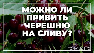 Можно ли привить черешню на сливу? | toNature.Info