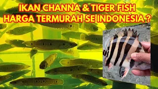 IKAN CHANNA DAN TIGER FISH TERMURAH SE INDONESIA ?