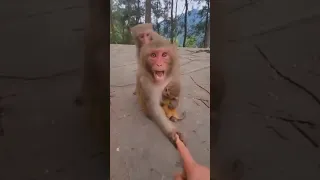 Mother monkey doesn't allow anyone to touch her baby #shorts #youtubeshorts #mother monkey 🐒