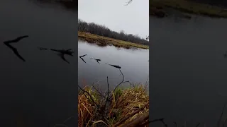 Spring beaver hunt