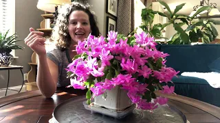 How to Identify Your Holiday Cactus and Get It to Rebloom the Easy Way | Here She Grows