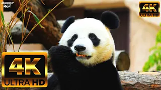 милые панды 🐼🐼🐼 в 4k Релаксация - Звуки природы