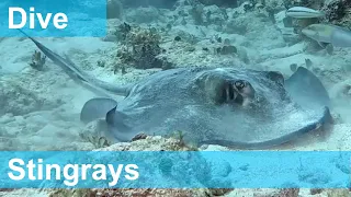 Stingrays feeding in the wild