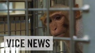 Experimenting on Animals: Inside The Monkey Lab (Trailer)