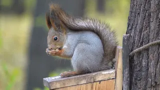 Белки едят орешки / Squirrels eat nuts