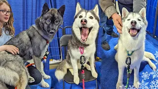 Are My Huskies Ready for This? 🐺  Novi Pet Expo 2022