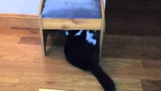 Two cats play on stool
