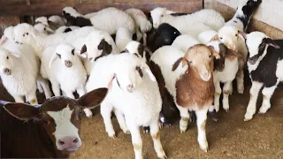 Baby Cow Videos, Let's Get to Know Animals, Sheep Sounds, Goat, Chicken, Cat Videos, Duck