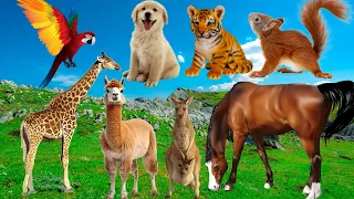 Learn about Adorable Animals : Cat, dog, duck, otter, cow, squirrel, horse - Animal Sounds