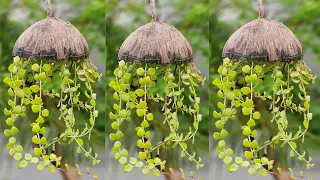 Coconut shell hanging planter idea | easy jellyfish Hanging planter | coconut shell craft