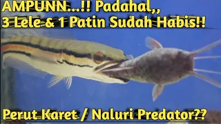 OVER GANAS!! KASIH MAKAN CALON TOMAN MONSTER PAKE IKAN PATIN DAN LELE