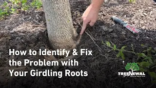 How to Identify & Fix the Problem with Your Girdling Roots