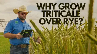 Why Grow Triticale Over Rye