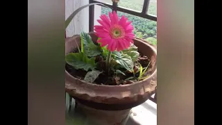 A beautiful gerbera flower