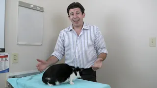 How to make friends with a cat