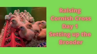 Raising Cornish Cross Day 1 Setting up the Brooder