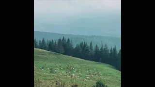 Carpathian sheep bell ambience
