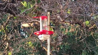 White-Necked Jacobin (Hummingbird) Visits a Data-Logging Feeder in Gamboa, Panama