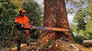 56 inch bar on the 3120 husqvuarna chainsaw. Finishing a mammoth job