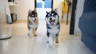 What Our Day Looks Like Living With Husky Puppies