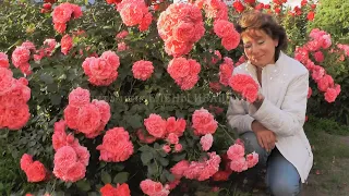 Цветение розы Rosarium Uetersen. Питомник Роз Иващенко Елены.