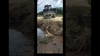 Rescue cow from mud by loader#shorts