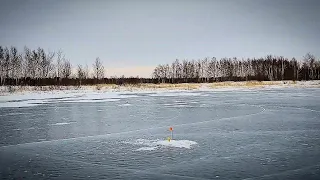 Не ожидал такого сюрприза на ЖЕРЛИЦЫ!!! Разведка по щучьим заливам. Щука на Жерлицы.