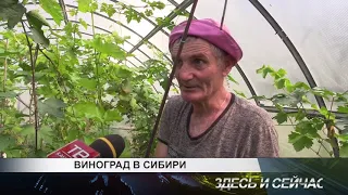 виноград в сибири