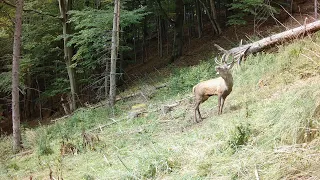 Z denníka fotopasce Vlll. (Jeleň lesný - Cervus elaphus počas ruje )