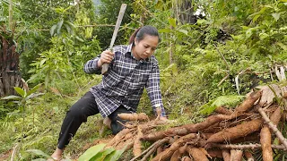 Harvesting giant cassava for sale and how to preserve cassava