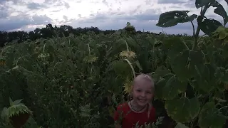 Оранка чи Дискування. Огляд соняшнику після оранки та дискування. Яку технологію обробітку обрати?