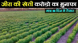 जीरा की खेती | जीरे की खेती कैसे करें | jira ki kheti kaise karen | cumin farming in India