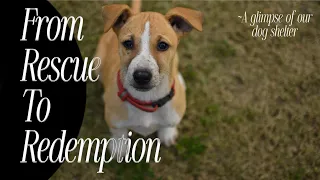 From RESCUE to REDEMPTION: A GLIMPSE of our DOG SHELTER