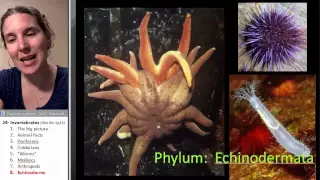 Invertebrates 8- Echinoderms