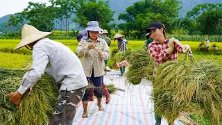 How to plant and harvest wet rice manually, triệu lily